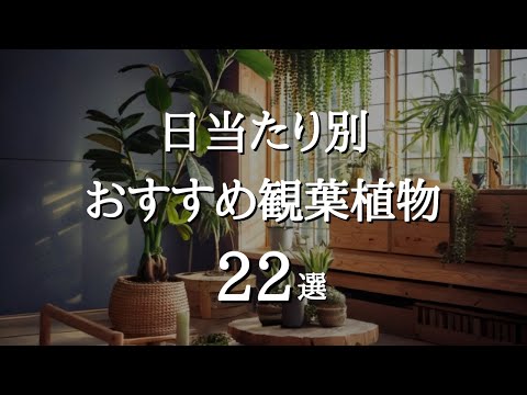 【インテリアグリーン】日光は超大事！日当たりで選ぶ、おすすめ観葉植物22選 | 日陰に強い観葉植物 | 育て方