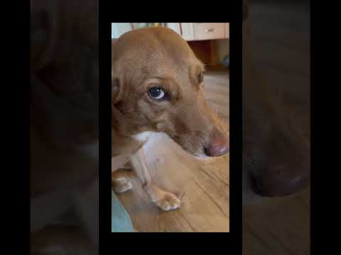 funnydogs#cute#doglover#doglife#cure#dogshorts#pet#doglife#dogshorts