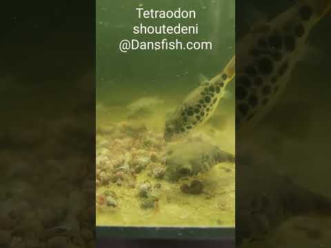 Congo Spotted Puffers Eating Pest Snails #shorts