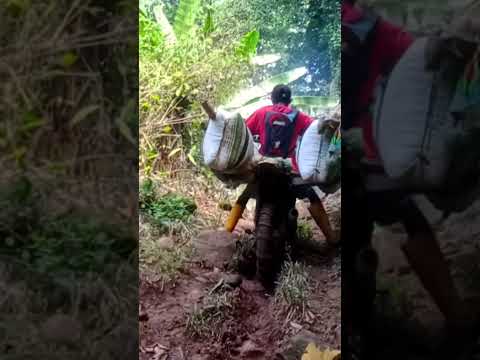 aksi ojek kopi kisam di jalan yang sulit#shots