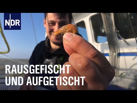 Fischereihafen Cuxhaven: Täglich frischer Fisch | Die Nordreportage | NDR Doku