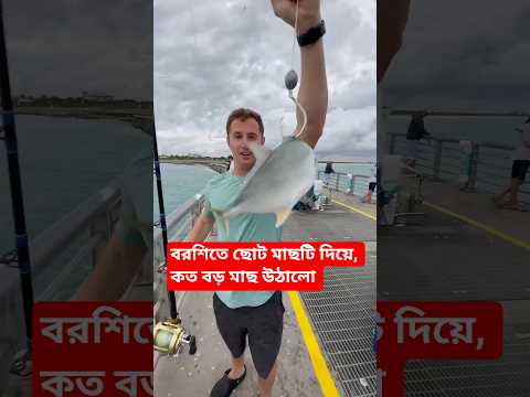 বরশিতে ছোট মাছটি দিয়ে কিভাবে বড় মাছ উঠলো। #new #fishing #fish #fishingvideo #islam #islamic #shorts