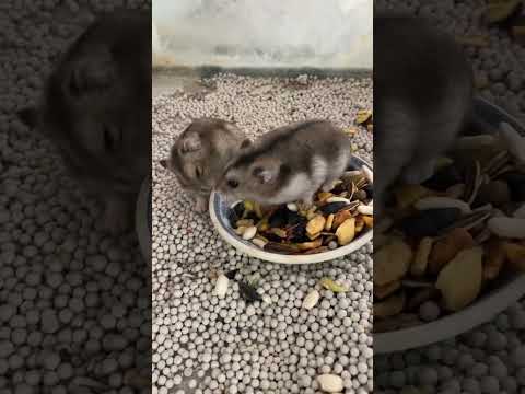 Tự nhiên ông bà già đem con này về … #shortvideo