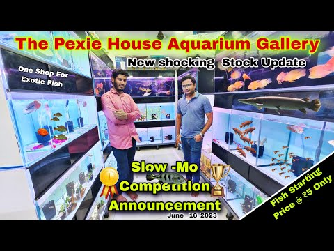 Exotic Fish Rare and New fish stock Update With Pr Peixe House Nature Aquarium Gallery 

The Pixie House 
+919833633304
+918668941848

Chapters_ 
0_00 