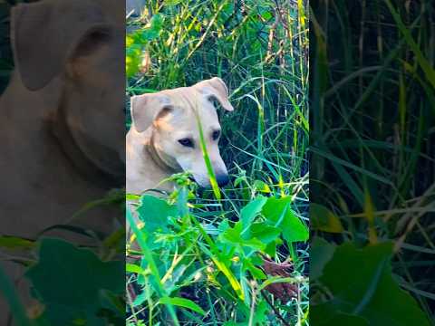 #puppy #doglover #cute #animals #funny #doglove #dog #barking #love #shortvideo #top #pets #cat