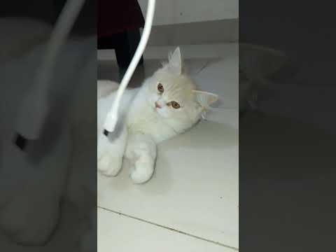 Cat Funny Videos #cat #cute