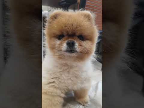 มาเร็วเร็วกว่า 5G💨#pomeranian #doggielife #cutedog #pets #น้องหมาปอม