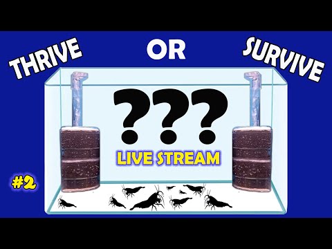 Thrive or Survive - Ep. 2 - Aquarium Filtration an Thrive or Survive - Ep. 2 - Aquarium Filtration and more

Let's continue the discussions from yester