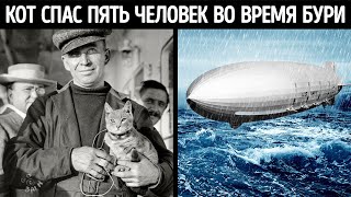 История о самом невероятном коте, спасшем судно во время бури