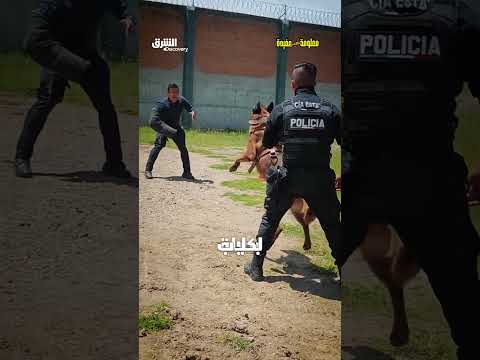 الشرق ديسكفري