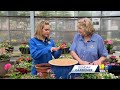 Sunday Gardener: Helpful tips for using planters in your garden  - 02:49 min - News - Video