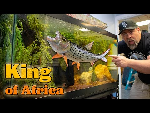 KING OF AFRICA | We're Growing Out Tiger Fish For  Make sure you guys click the links to get your Lylmle Cordless Recharageable Pool Light_
https_//dad