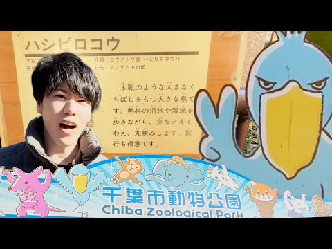 【ハシビロコウ】生き別れの兄弟に会いに行く【千葉動物公園】