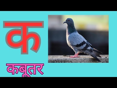 क से कबूतर |हिन्दी वर्णमाला गीत|hindi alphabets|kids song|(@babydoll rhyme )