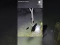Mama black bear and four cubs use back yard as playground