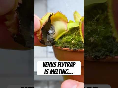 Did a Slug Melt in This Flytrap’s Stomach?