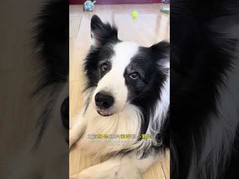 蛋:其实我也并不是很想知道 #边牧 #不养狗不知道养狗的乐趣 #万物可爱计划 #家有狗精