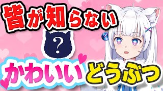 【獣医が解説】マイナーだけど可愛い！面白い！動物10選【北国ここなの動物研究室】
