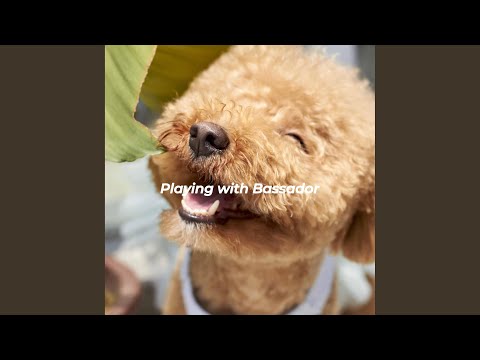 Energetic Backdrops for Morning Dog Training