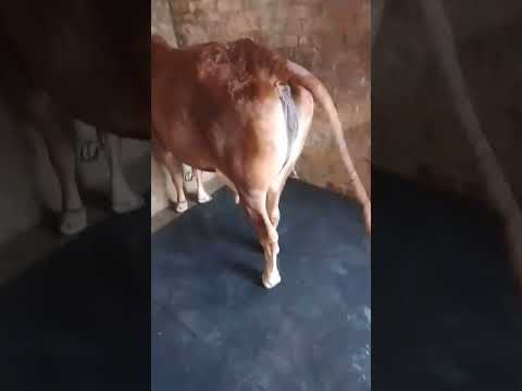 Excess heat in sahiwal cow