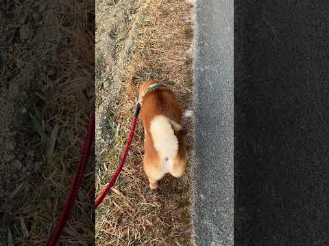 ぷりぷりお尻柴