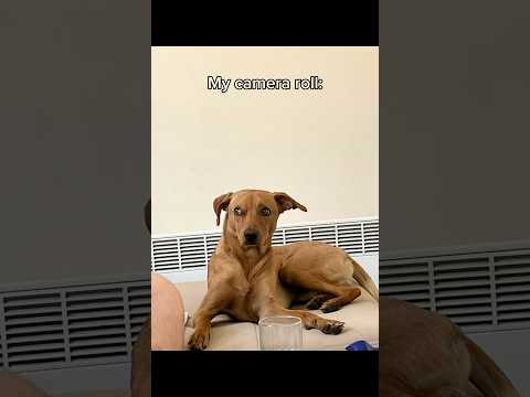 Ummm🤔💭🐶#dog#puppy#cutedog#sideeye#dogsofyoutube#doginfluencer#instadog#dogshort#pup#viraldoggo