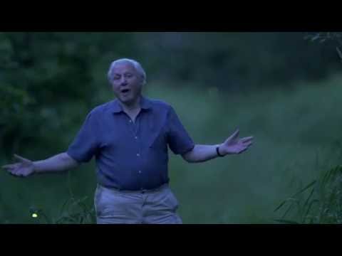 David Attenborough's Light On Earth (2016)'