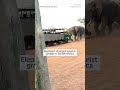 WATCH: Elephant charges tourist group in South Africa  - 00:28 min - News - Video