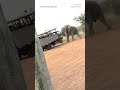 WATCH: Elephant charges tourist group in South Africa