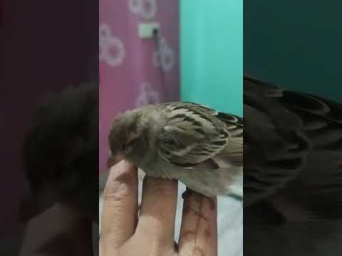 save a little sparrow from dog ₹like andshare#👍😍