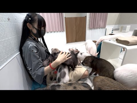 子豚たちと觸れ合いまくった。
