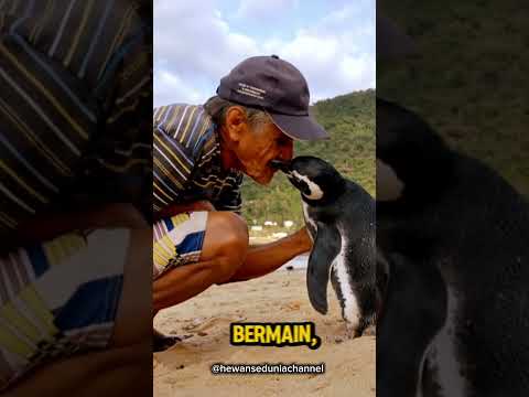 Persahabatan Antara Seorang Nelayan Dan Penguin