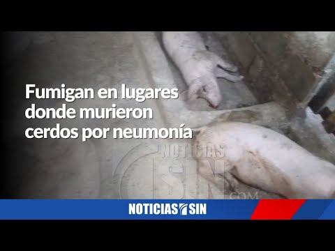 Fumigan lugares donde murieron cerdos por neumonía