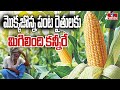 మొక్కజొన్న పంట రైతులకు మిగిలింది కన్నీరే | Nizamabad Corn Crop Farmers Struggles  | hmtv