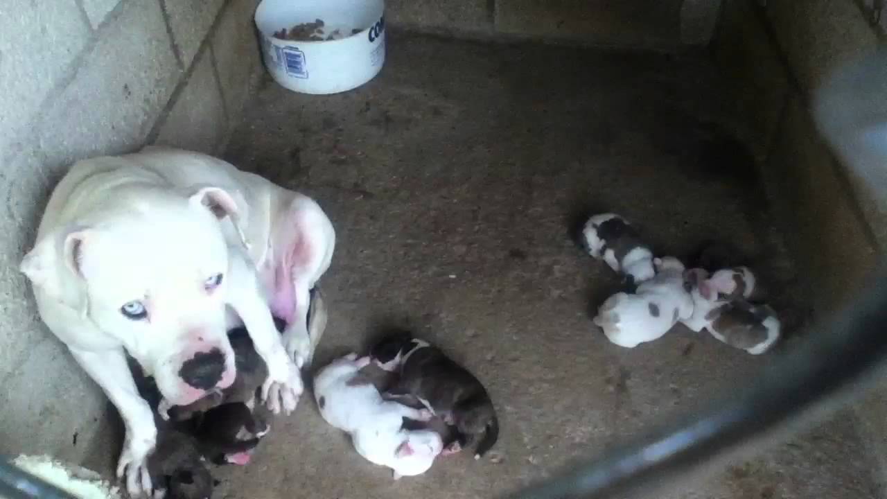 Bluenose, blue brindle, blue fawn pitbull puppies - YouTube