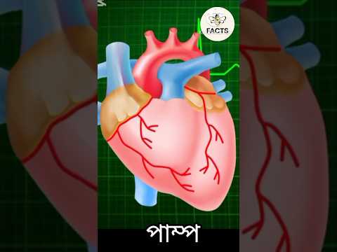 "আপনার হৃদপিণ্ড এত শক্তিশালী, বিশ্বাস হবে না! 💓💥 #ScienceFacts #Shorts"