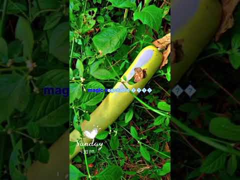 kala kathe maya ❤️✨♥️# short video # viral # trending # love song