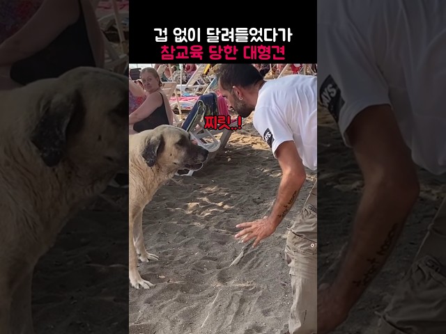 사나운 대형견이 참교육 당한 이유
