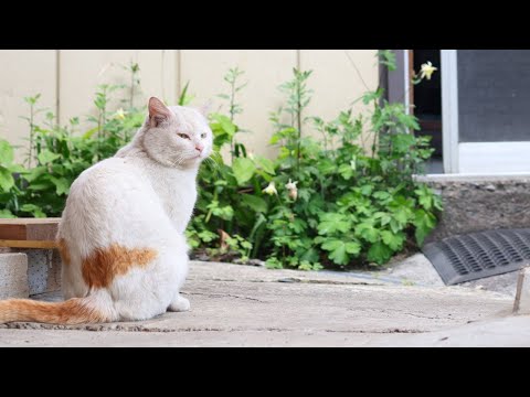 猫の動画サムネイル - 野良猫とちょび　250614