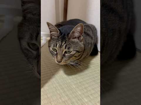 飼い主が馬鹿でかいくしゃみして今これ