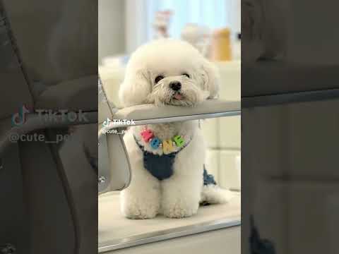 Watch this puppy's cute antics  #baby #cute #cuteanimal #pets #cutepet #cutedog #puppy #dog #shorts