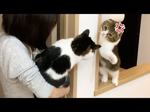 親子猫とダルマさんが転んだで遊んだ結果 W まとめちゅーぶ