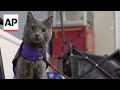 Cat-owner shares amputee journey through animal therapy