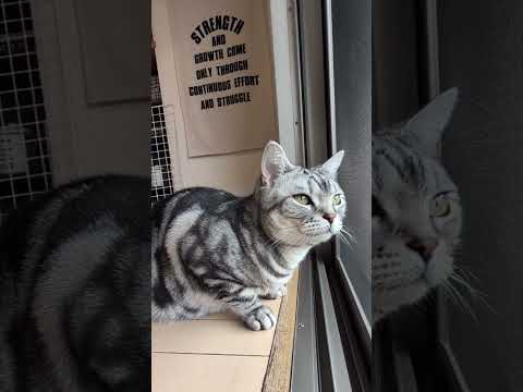 猫の動画サムネイル - ラッテ😺のトイレを洗って乾燥中＃アメショーのラッテ#アメリカンショートヘア #アメショー #猫との暮らし #猫と暮らす家 #ニャンとも清潔トイレ