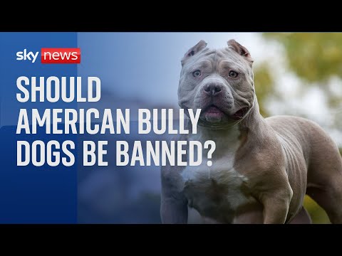 Dangerous Dogs: Should American Bully dogs be banned?