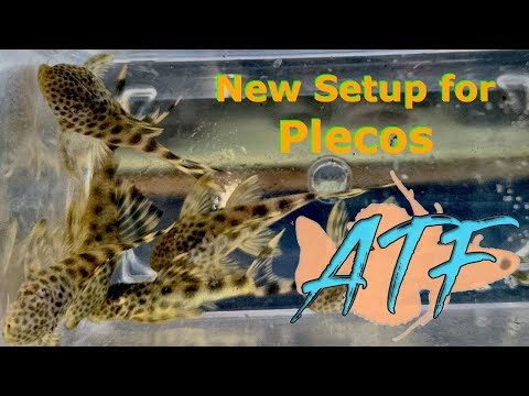 How to Setup an Aquarium for Breeding Plecos How to Setup an Aquarium for Breeding Plecos

I recently acquired a group of L-124 plecos(peckoltia 