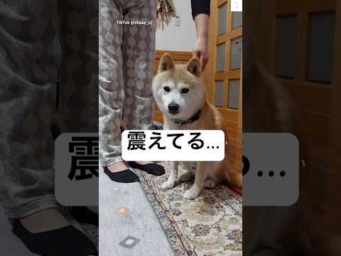 雷で震える柴犬のかわいい様子と癒しの瞬間 サムネイル