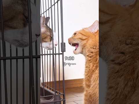 世界一可愛いと言われた猫が新入りと対面した日 #cat #子ネコ #保護猫 #ネコ