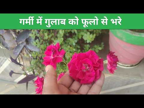 Rose Plant Flowering Tips In Summer Season | गर्मी में भी गुलाब को फूलो से भरे