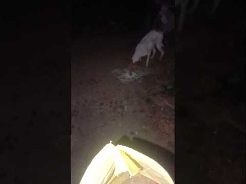 bezubaan ki jaan  😢😔 #dog #jaan #petshub #dogshorts #shorts #ytshorts